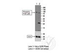 anti-Phosphoinositide 3 Kinase, p85 alpha/gamma (PI3K p85a/g) (pTyr199), (pTyr467) antibody