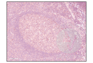 PD-1 antibody  (AA 201-288)