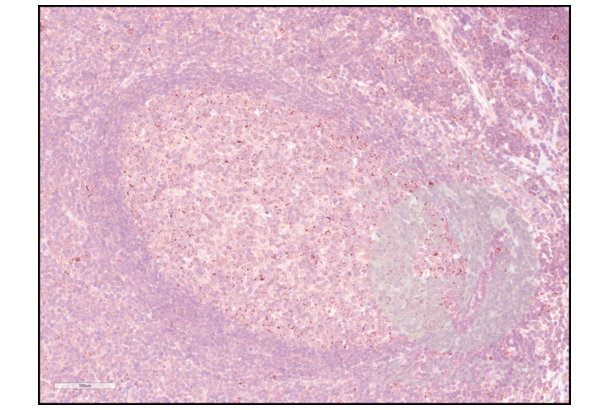 PD-1 antibody  (AA 201-288)