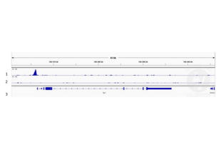 Cleavage Under Targets and Release Using Nuclease validation image for anti-Signal Transducer and Activator of Transcription 5A (STAT5A) antibody (ABIN5557532)