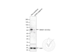 anti-Smad1/5 Protein (SMAD1/5) (AA 361-465) antibody