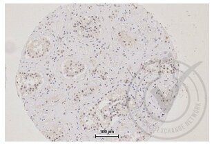 TJP1 antibody  (AA 1551-1702)