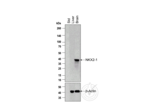 Figure 1: Western blot analysis of mouse brain and liver extracts using NK2 Homeobox 1 (NKX2-1) antibody (Catalog number ABIN728713, Lot number 120319). NKX2-1 is present in the positive control sample (brain) and absent from the negative control sample (liver). The arrowhead indicates the expected position of NKX2-1 (predicted MW ~38kDa). 24 micrograms of total protein extracts from each sample were loaded into each lane. Upper panel: scanned image of the NKX2-1 antibody probed with the liver and brain extracts in lanes 2 and 3, respectively. Lower panel: scanned image of the loading control (Beta-actin).