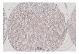 anti-Tumor Necrosis Factor (Ligand) Superfamily, Member 9 (TNFSF9) (AA 101-200) antibody