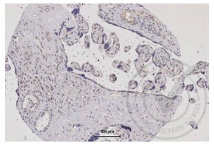 Immunohistochemistry validation image for anti-Tumor Necrosis Factor (Ligand) Superfamily, Member 9 (TNFSF9) (AA 101-200) antibody (ABIN705056)