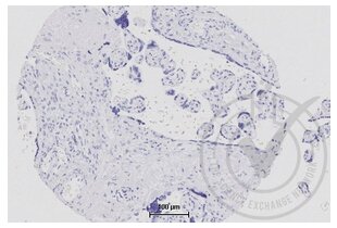 Immunohistochemistry validation image for anti-Tumor Necrosis Factor (Ligand) Superfamily, Member 9 (TNFSF9) (AA 101-200) antibody (ABIN705056)