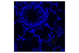 Immunofluorescence validation image for anti-Tumor Necrosis Factor alpha (TNF alpha) (AA 181-235) antibody (ABIN677318)