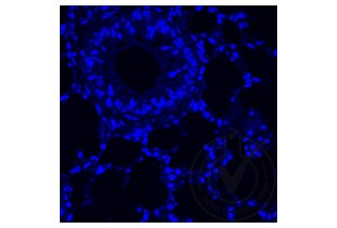 Immunofluorescence validation image for anti-Tumor Necrosis Factor alpha (TNF alpha) (AA 181-235) antibody (ABIN677318)