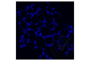 Immunofluorescence validation image for anti-Tumor Necrosis Factor alpha (TNF alpha) (AA 181-235) antibody (ABIN677318)