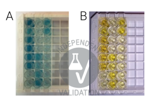 Change of the color during the assay. A) Development of blue color in TMB-added wells after a 20-minute incubation at 37°C, B) Turning the TMB blue complex into yellow color after loading the stop solution (photos were taken during the development of another set of experiments).