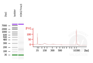 Cleavage Under Targets and Release Using Nuclease validation image for CUT&RUN Pro Set (ABIN6923138)