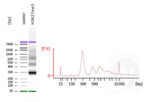 Cleavage Under Targets and Release Using Nuclease validation image for CUT&RUN Pro Set (ABIN6923138) (CUT&RUN Pro Set)