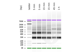 Cleavage Under Targets and Release Using Nuclease validation image for CUT&RUN Pro Set (ABIN6923138) (CUT&RUN Pro Set)
