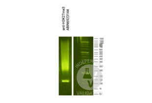 Cleavage Under Targets and Release Using Nuclease validation image for Guinea Pig anti-Rabbit IgG (Heavy & Light Chain) antibody - Preadsorbed (ABIN101961)