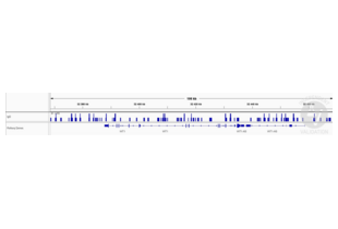 Cleavage Under Targets and Release Using Nuclease validation image for Guinea Pig anti-Rabbit IgG (Heavy & Light Chain) antibody - Preadsorbed (ABIN101961)