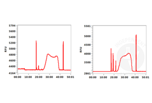 Cleavage Under Targets and Release Using Nuclease validation image for Magnetic Concanavalin A Beads (Agarose) (ABIN6952467)