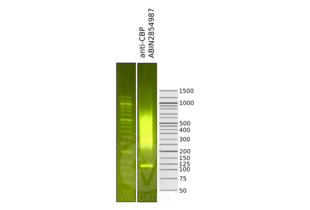 CBP antibody  (C-Term)