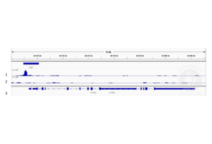 Cleavage Under Targets and Release Using Nuclease validation image for anti-CREB Binding Protein (CREBBP) (C-Term) antibody (ABIN2854987)