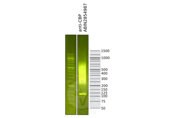 CBP antibody  (C-Term)