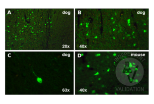 Calretinin antibody