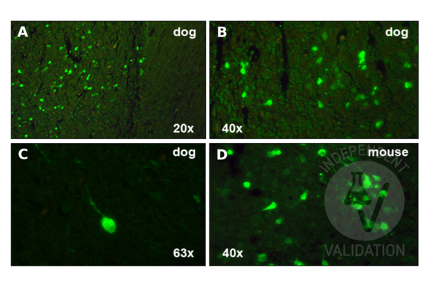 Calretinin antibody