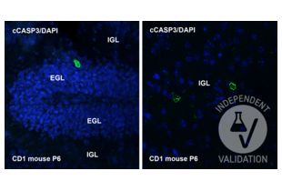 Expression of cleaved caspase 3 (cCASP3) in P6 mouse cerebellum. An immunoreactive Purkinje neuron (left) and two cCASP3-positive granule cells (right) after immunostaining with ABIN7251013 and nuclear counterstaining with 4′,6-Diamidine-2′-phenylindole dihydrochloride (DAPI). EGL = external granular layer of the cerebellar cortex; IGL = internal granular layer of the cerebellar cortex.