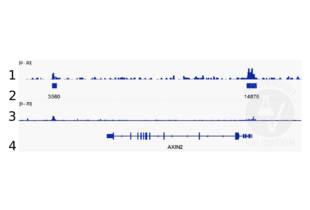 Alignment tracks from CUT&RUN targeting beta Catenin in HEK293T cells. 1. Alignment track for CUT&RUN reads obtained using anti-beta Catenin antibody ABIN2855042 in HEK293T cells. 2. Peaks called by SEACR from CUT&RUN data using anti-beta Catenin antibody ABIN2855042. 3. Peak track from ChIP-seq targeting beta Catenin in HEK293T cells (Doumpas et al., 2019). 4. Refseq track showing the AXIN2 gene on (chr17:65528563-65561648).