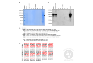 A. SDS-PAGE of protein fractions from immunoprecipitation of beta-catenin with ABIN1690141. Gel was stained with GelCode (ThermoFisher), a Coomassie blue dye. The prominent band at 100kDa (arrow) was excised and sent for mass spectrometry. B. Immunoblot of the same protein fractions as in A. Note the strong beta-catenin immunoreactivity of the eluate band corresponding to the 100kDa band in A. C. MASCOT output edited to show the essential features of the analysis. Peptides from beta-catenin are detectable in a tryptic digest of proteins extracted from the Coomassie band shown in A. but peptides from heat shock protein 90 (Hsp90) are far more abundant. D. MASCOT output edited to show the essential features of the analysis. Protein sequence coverage of beta-catenin after a tryptic digest is 39%. However, the detectable matched peptides (bold red) capture the majority of sites known to be modified post-translationally in beta-catenin.