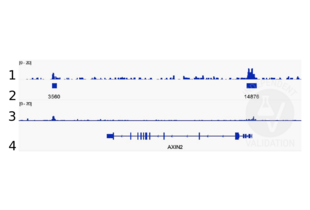 Cleavage Under Targets and Release Using Nuclease validation image for anti-Catenin (Cadherin-Associated Protein), beta 1, 88kDa (CTNNB1) (N-Term) antibody (ABIN2855042)