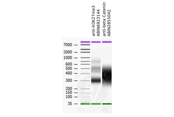 CTNNB1 antibody  (N-Term)