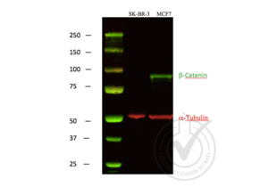 beta Catenin antibody  (C-Term)