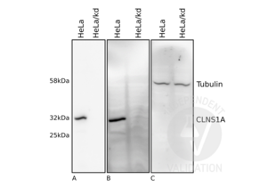 Western blot analysis of HeLa cell lysates without (HeLa) or with siRNA knock-down (HeLa/kd). CLNS1A was specifically detected using ABIN933127 (A) and an independent antibody (B). Tubulin serves as loading control (C). 
