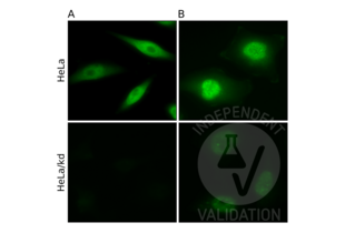 Immunofluorescence labeling of CLNS1A in HeLa cells (HeLa) using ABIN933127 (A) or an independent antibody (B). The signal disappears after CLNS1A knock-down (HeLa/kd). 