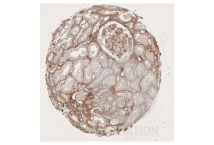 Immunohistochemistry validation image for anti-Collagen, Type I (COL1) antibody (ABIN5596819)