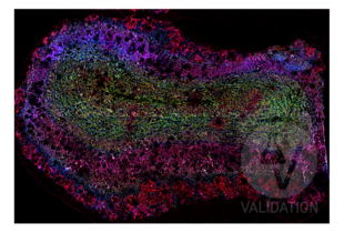Murine fresh frozen coronal olfactory bulb section (Thickness = 5 µm) labeled with anti-DLG4 antibody ABIN361694 (red; bound to fluorophore ATTO 550). Labeling is present throughout olfactory bulb layers with a strong degree of labeling in the glomerular layer; this is consistent with the large number of postsynaptic targets within the glomerular neuropil. Slc17a7 and Map2 were labeled with ABIN1027710 (green; bound to fluorophore ATTO 550) and ABIN125739 (blue; bound to fluorophore ATTO 550).