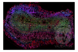 DLG4 antibody