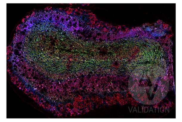 DLG4 antibody