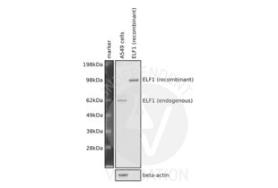 Detection of human ELF1 by western blot using ABIN184790 diluted 1:2500. Samples: whole cell lysate from A549 cells and human ELF1 recombinant protein. Expected molecular weight: approximately 65kDa. 