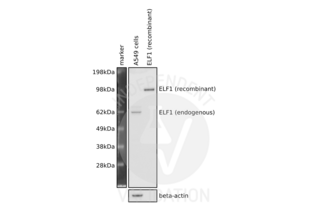 Western Blotting validation image for anti-E74-Like Factor 1 (Ets Domain Transcription Factor) (ELF1) (C-Term) antibody (ABIN184790)
