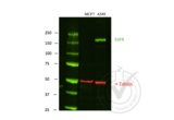 anti-Epidermal Growth Factor Receptor (EGFR) antibody