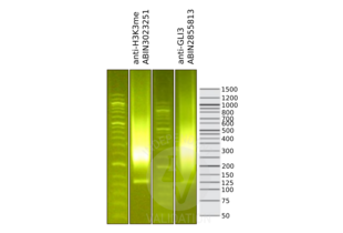 Cleavage Under Targets and Release Using Nuclease validation image for anti-GLI Family Zinc Finger 3 (GLI3) antibody (ABIN2855813)