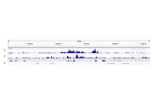 Cleavage Under Targets and Release Using Nuclease validation image for anti-GLI Family Zinc Finger 3 (GLI3) antibody (ABIN2855813)