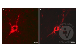Immunohistochemistry validation image for anti-Glutamate Decarboxylase 1 (Brain, 67kDa) (GAD1) (C-Term) antibody (ABIN3184725)