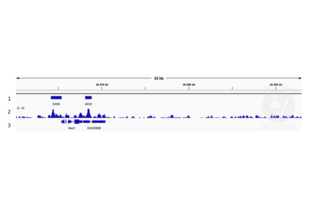 1. Alignment tracks from CUT&RUN targeting HDAC1 in Mouse fore limb (11.5) cells using anti-HDAC1 antibody ABIN2854776. 2. Peaks called by SEACR from CUT&RUN data using anti HDAC1 ABIN2854776. 3. RefSeq Genes.