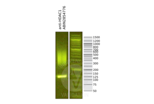 HDAC1 Antikörper