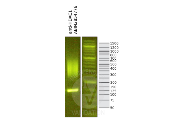 HDAC1 antibody