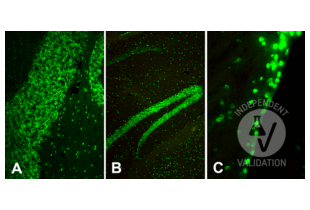 Immunohistochemistry validation image for anti-Histone H4 (3meLys20) antibody (ABIN7260401) (Histone H4 antibody  (3meLys20))