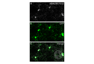 Iba1 anticorps  (C-Term)