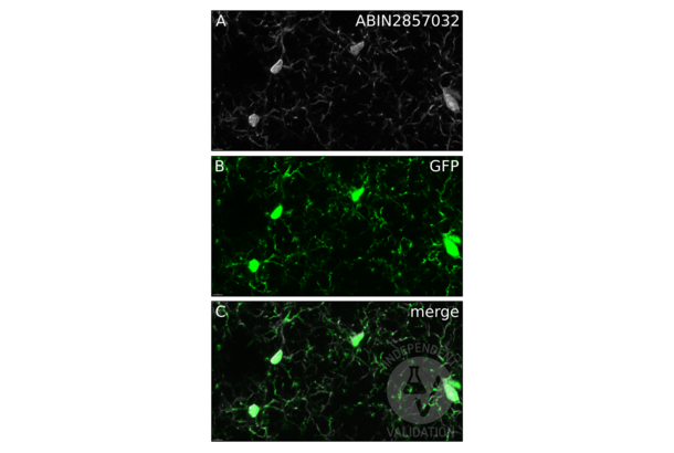 Iba1 antibody  (C-Term)