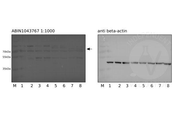 JAG1 antibody  (Internal Region)